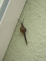 Ovachlamys fulgens