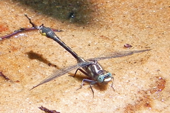 Hylogomphus apomyius