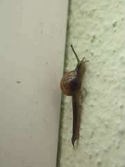 Ovachlamys fulgens