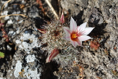 Mammillaria hutchisoniana louisae