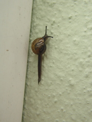 Ovachlamys fulgens