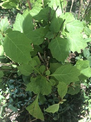 Hydrangea quercifolia