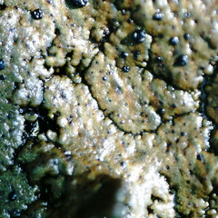 Umbilicaria torrefacta