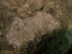 Leptastrea bewickensis