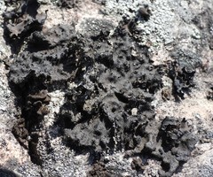 Umbilicaria torrefacta