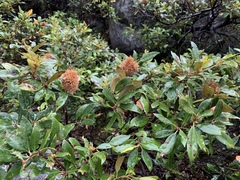 Chrysolepis sempervirens