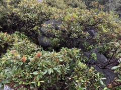 Chrysolepis sempervirens