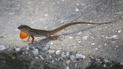 Anolis sagrei