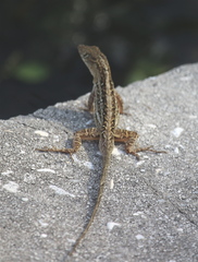 Anolis sagrei