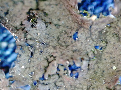 Umbilicaria torrefacta