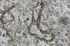 Zimmermannia liebwerdella