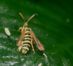 Bembecia ichneumoniformis