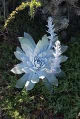 Dudleya anthonyi
