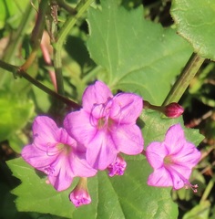 Commicarpus pentandrus