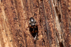 Litargus connexus
