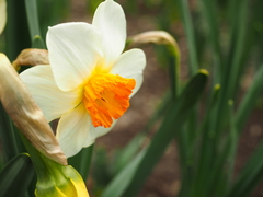 Narcissus