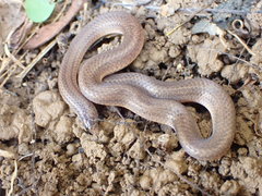 Atractus trilineatus