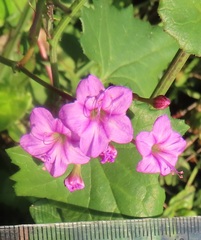 Commicarpus pentandrus