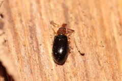 Salpingus ruficollis