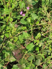 Commicarpus pentandrus