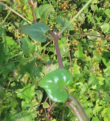 Commicarpus pentandrus