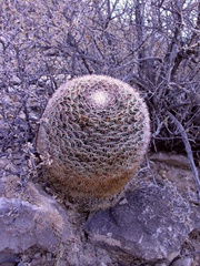 Mammillaria grusonii