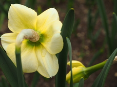 Narcissus