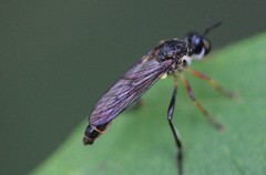 Dioctria