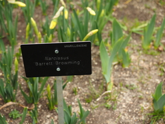 Narcissus