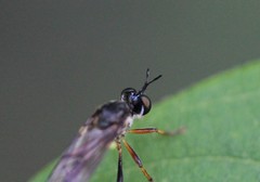 Dioctria