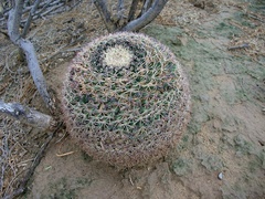 Mammillaria grusonii