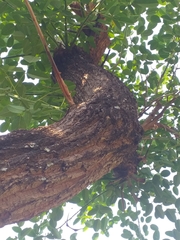 Erythrina crista-galli