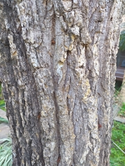 Erythrina crista-galli