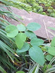 Erythrina crista-galli