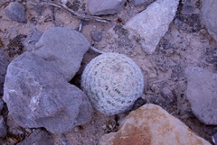 Mammillaria lasiacantha