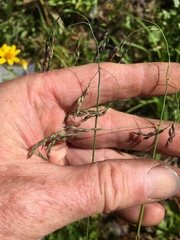 Vahlodea atropurpurea