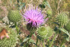 Cirsium ukranicum