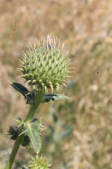 Cirsium ukranicum