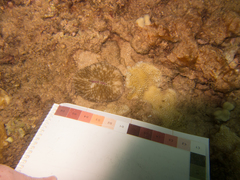 Lobactis scutaria