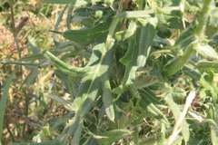 Cirsium ukranicum