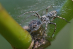 Pisaura mirabilis