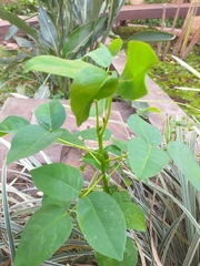 Erythrina crista-galli