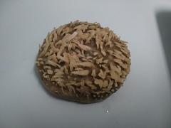 Polymastia grimaldii