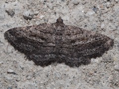 Rhoptria asperaria