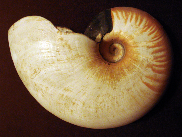 Crusty nautilus