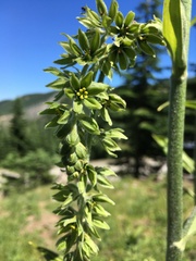 Veratrum viride eschscholtzianum