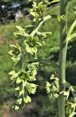 Veratrum viride eschscholtzianum