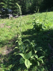 Veratrum viride eschscholtzianum