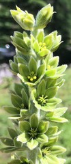Veratrum viride eschscholtzianum
