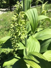 Veratrum viride eschscholtzianum